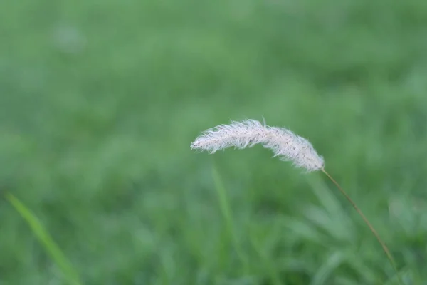 White Fluffy Grass Flower Soft Focus Blurred Green Field Background — Stock Photo, Image