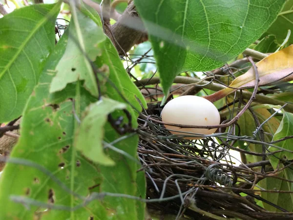 Only One Bird Egg Nest Hidden Tree — Stock Photo, Image