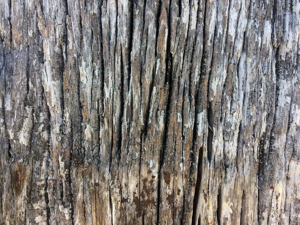 Κοντινή Άποψη Της Υφής Φλοιού Δέντρου Φυσικό Φόντο Ξύλου — Φωτογραφία Αρχείου