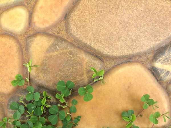 Sea Stone Pattern Covered Tiny Green Plants Outdoor Garden Royalty Free Stock Photos