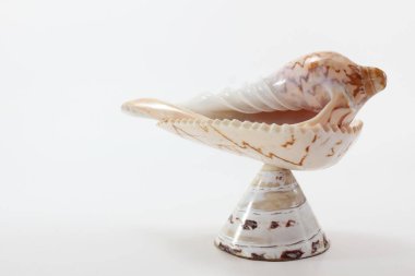 Deniz kabuğu beyaz arka planda Tayland geleneksel düğün töreni için hazır.