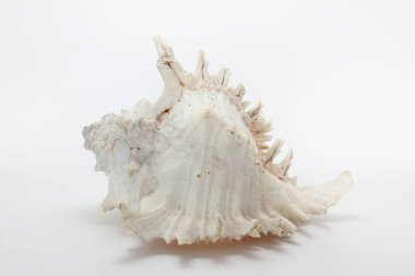 Deniz kabuğu, beyaz arka planda deniz kabuğu.