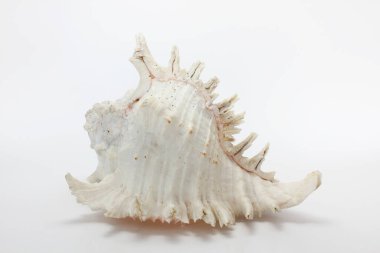 Deniz kabuğu, beyaz arka planda deniz kabuğu.