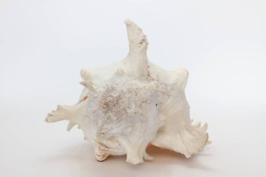 Deniz kabuğu, beyaz arka planda deniz kabuğu.