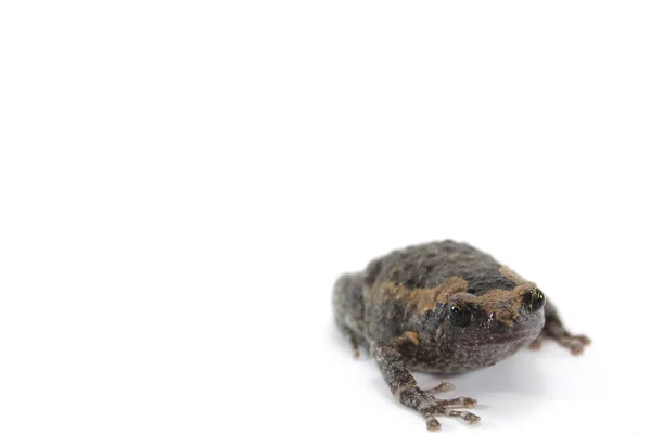 아시아의 두꺼비 배경에서 불개구리 — 스톡 사진