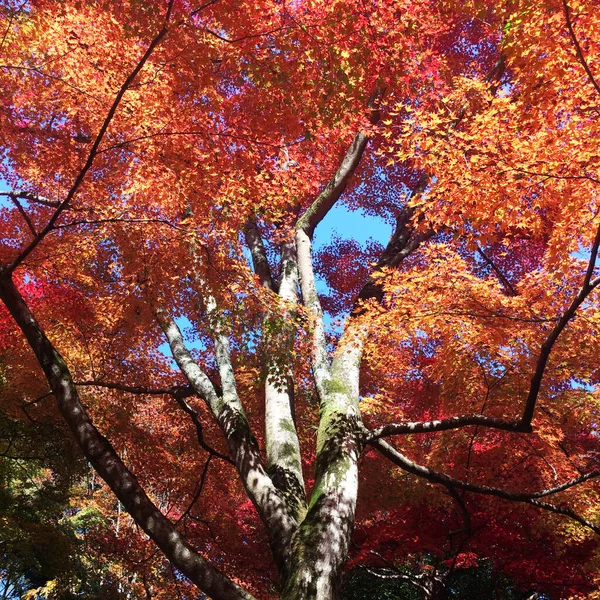 Liście Zmieniają Kolor Czerwone Liście Jesieni Spod Klonu — Zdjęcie stockowe