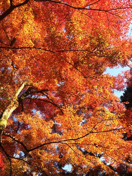 Folhas Mudam Cor Folhas Outono Coloridas Baixo Árvore Bordo Japão — Fotografia de Stock