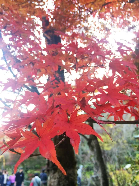 The leaves change color, red autumn leaves of the maple tree in Japan, close-up view