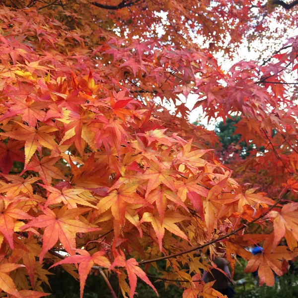 The leaves change color, red autumn leaves in Japan