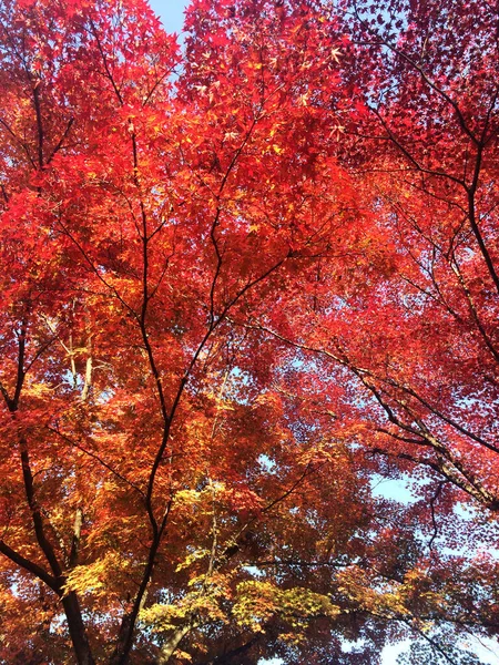 Folhas Mudam Cor Folhas Vermelhas Outono Debaixo Árvore Bordo Japão — Fotografia de Stock