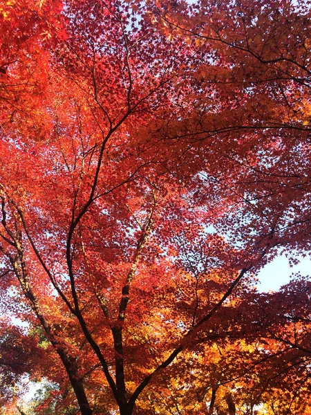 Folhas Mudam Cor Folhas Outono Coloridas Baixo Árvore Bordo — Fotografia de Stock