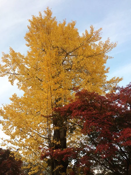 Folhas Mudam Cor Folhas Outono Vermelhas Amarelas Árvore Bordo Ginkgo — Fotografia de Stock