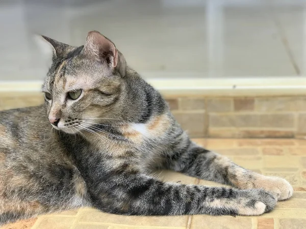 Porträt Einer Tricolor Gestromten Katze Liegt Auf Dem Boden — Stockfoto