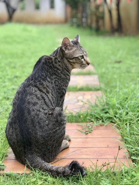 Thai Tabby Cat Sitting Backyard Pets Home — Stock Photo, Image