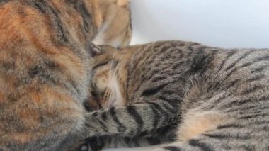 Kedi başka bir kedi için kürkü yalıyor.