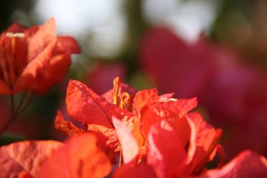 Bahçede portakal çiçekleri açıyor.