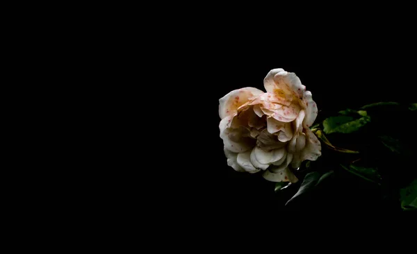 Zblízka Růže Černém Pozadí — Stock fotografie