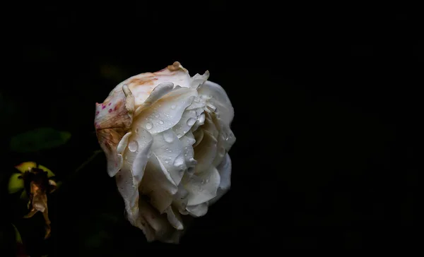 Nahaufnahme Einer Rose Auf Schwarzem Hintergrund — Stockfoto