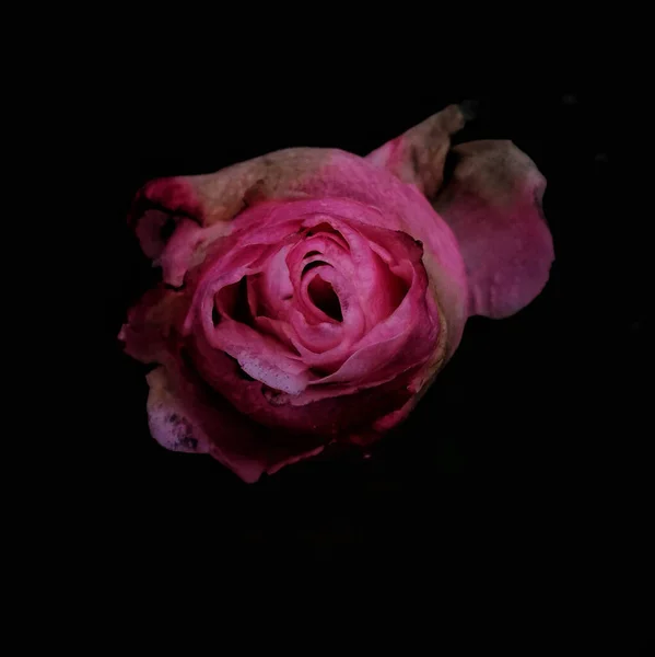 Close up of a rose on black background