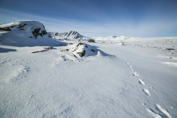 Winterlandschap Nationaal Park Dovrefjell Noorwegen — Stockfoto