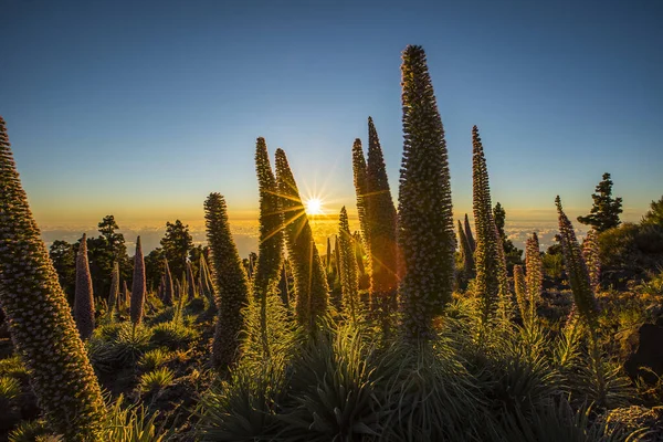 Pôr Sol Entre Tajinastes Palma Ilhas Canárias Espanha — Fotografia de Stock