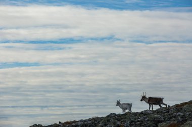 Yllas Pallastunturi Ulusal Parkı, Laponya, Finlandiya 'daki ren geyikleri