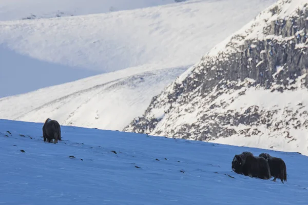 Piżmo Wołowe Parku Narodowym Dovrefjell Norwegia — Zdjęcie stockowe