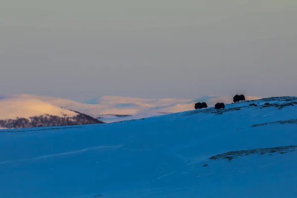 Buey Almizclero Parque Nacional Dovrefjell Noruega — Foto de Stock