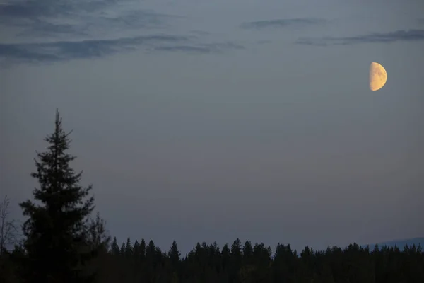 Lua Pôr Sol Nas Florestas Lapónia Norte Finlândia — Fotografia de Stock