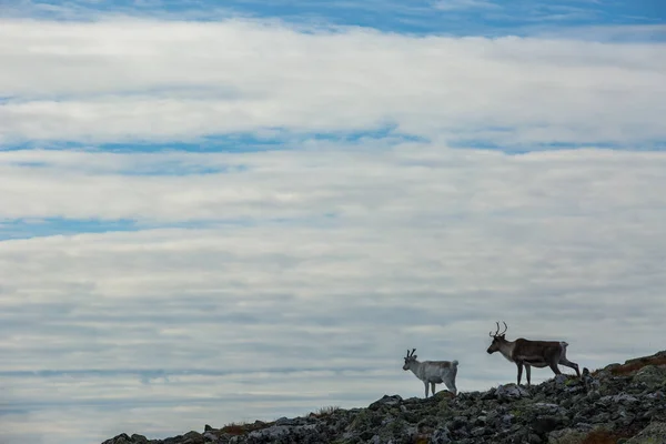 Yllas Pallastunturi Ulusal Parkı, Laponya, Finlandiya 'daki ren geyikleri