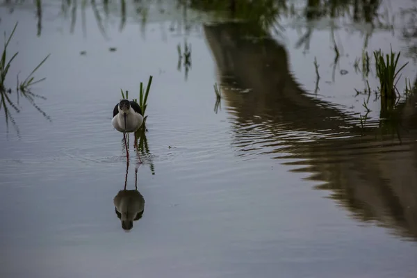 Zwarte Gevleugelde Stelt Aiguamolls Emporda Natuurreservaat Spanje — Stockfoto