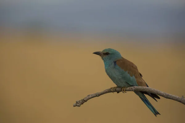 European Roller Montgai Lleida Spain — Stock fotografie