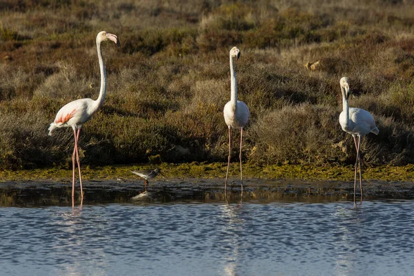 Delta Ebre Doğa Parkı Tarragona Spanya Flamingolar — Stok fotoğraf