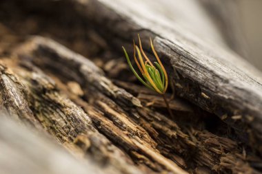Capcir, Cerdagne, Pyrenees 'de küçük bir çam ağacı. Fransa