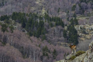 Mouflon ilkbaharda Capcir, Pyrenees, Fransa 'da
