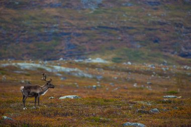 Kilpisjarvi, Lapland, Kuzey Finlandiya 'da sonbaharda ren geyiği