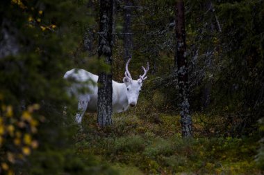 Laponya, Kuzey Finlandiya 'daki ormanın içinde beyaz ren geyiği