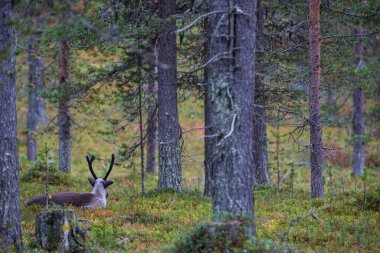 Laponya, Kuzey Finlandiya 'daki ormanın içinde ren geyiği