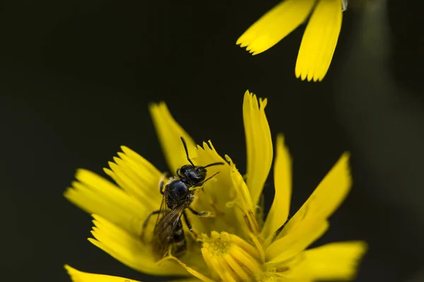 Abeja Flor Capcir Pirineos Francia — Foto de Stock