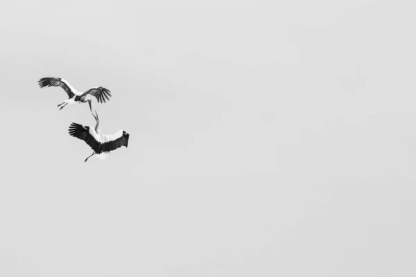 Storks Aiguamolls Emporda Nature Reserve Girona Ισπανία — Φωτογραφία Αρχείου