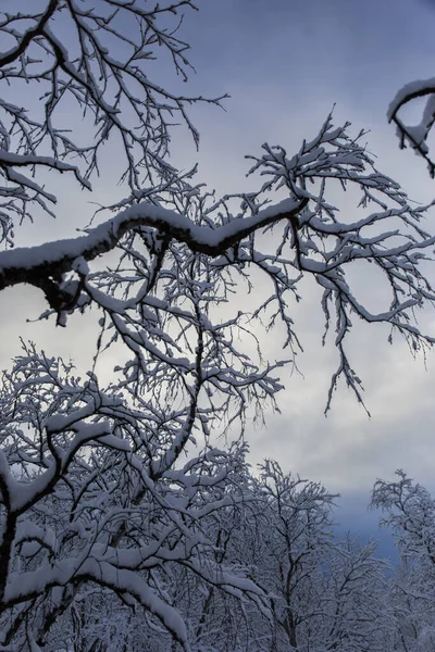 핀란드 북부에 무오르 감에서 겨울을 — 스톡 사진