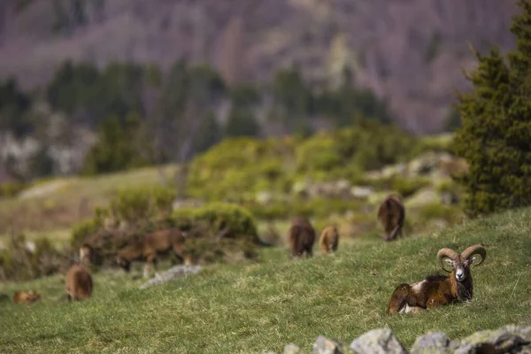 Mouflon Jaře Capcir Pyreneje Francie — Stock fotografie