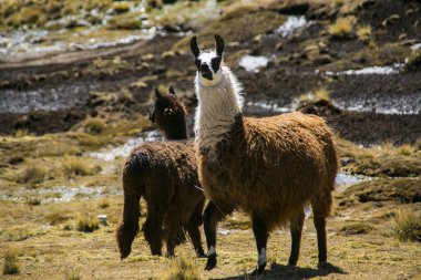 Cordillera 'dan Dağ Lama Real, Andlar, Bolivya
