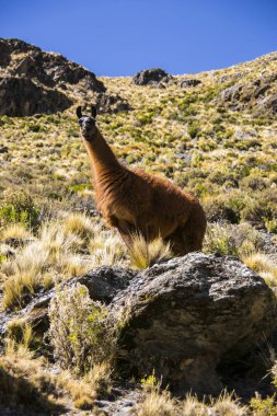 Cordillera 'dan Dağ Lama Real, Andlar, Bolivya