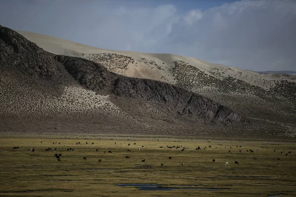 Сухі Ландшафти Кордильєра Реаль Анди Болівія — стокове фото