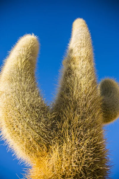 Jättekaktus Uyuni Salar Cordillera Real Andes Bolivia — Stockfoto