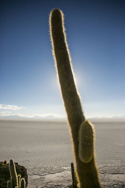 Cactus Gigante Uyuni Salar Cordillera Real Ande Bolivia — Foto Stock