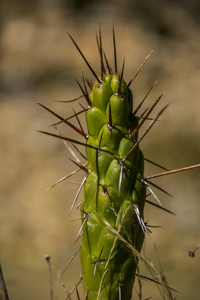 Cactus Gigante Della Cordillera Real Ande Bolivia — Foto Stock