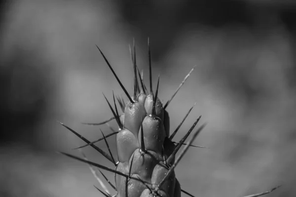 Cactus Gigantes Cordillera Real Andes Bolivia — Foto de Stock