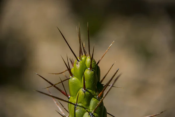 Óriás Kaktusz Cordillera Real Ból Andes Bolívia — Stock Fotó